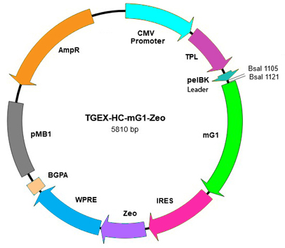 TEGX-HC-mG1-Zeo map